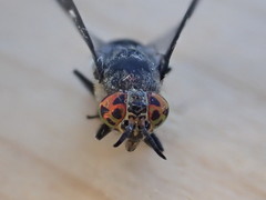 Chrysops carbonarius