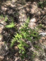 Pteridium latiusculum