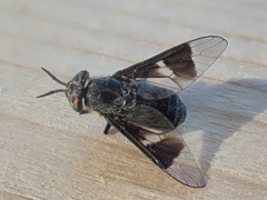 Chrysops carbonarius
