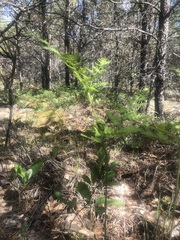 Pteridium latiusculum
