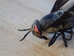Chrysops carbonarius