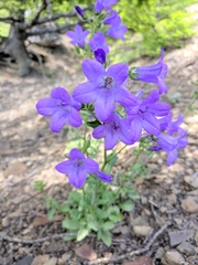 Campanula sibirica taurica