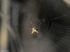Micrathena macfarlanei