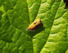 Olethreutes arcuella