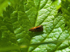 Olethreutes arcuella