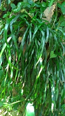 Haplopteris anguste-elongata