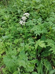 Valeriana dubia
