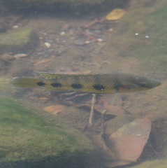 Hemichromis elongatus