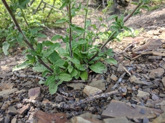 Campanula sibirica taurica