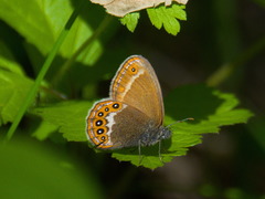 Coenonympha hero