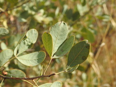 Searsia zeyheri