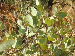 Searsia zeyheri