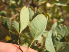 Searsia zeyheri