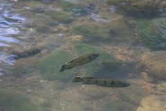 Hemichromis elongatus
