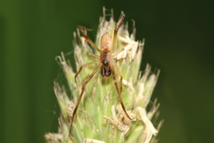Episinus angulatus