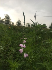 Physostegia angustifolia