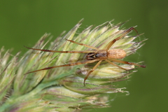 Episinus angulatus