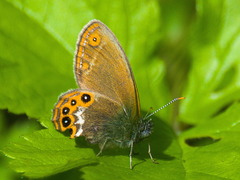 Coenonympha hero