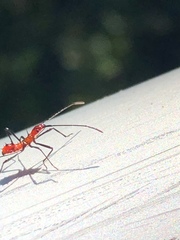 Heteroptera