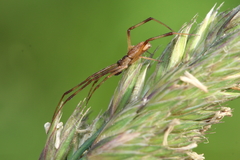 Episinus angulatus