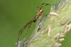 Episinus angulatus
