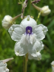 Delphinium pavonaceum