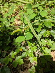 Lathyrus rotundifolius