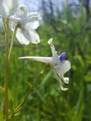 Delphinium pavonaceum