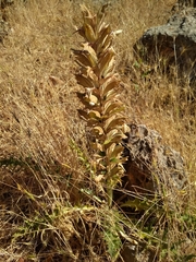 Acanthus syriacus
