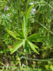 Delphinium pavonaceum