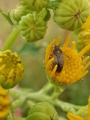 Lepidargyrus ancorifer