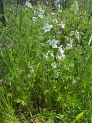 Delphinium pavonaceum