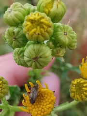 Lepidargyrus ancorifer