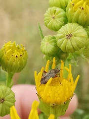 Lepidargyrus ancorifer