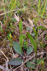 Pogonia minor