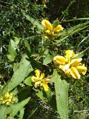 Phlomis viscosa