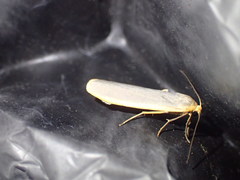 Eilema lurideola