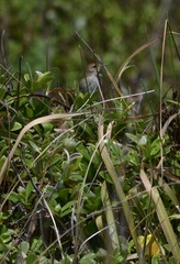 Cincloramphus timoriensis