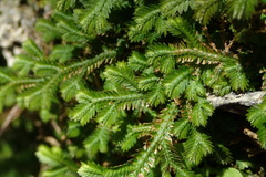 Selaginella repanda
