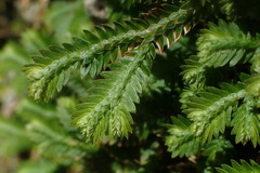 Selaginella repanda