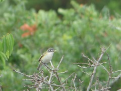 Vireo atricapilla