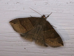 Parallelia bistriaris