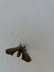 Apatelodes torrefacta