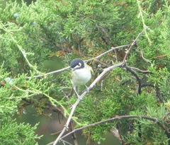 Vireo atricapilla