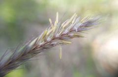 Hordeum brevisubulatum