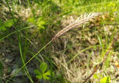 Hordeum brevisubulatum