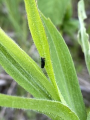 Scaphytopius frontalis