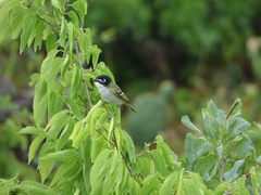 Vireo atricapilla