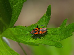 Corizus hyoscyami