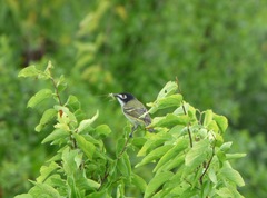 Vireo atricapilla